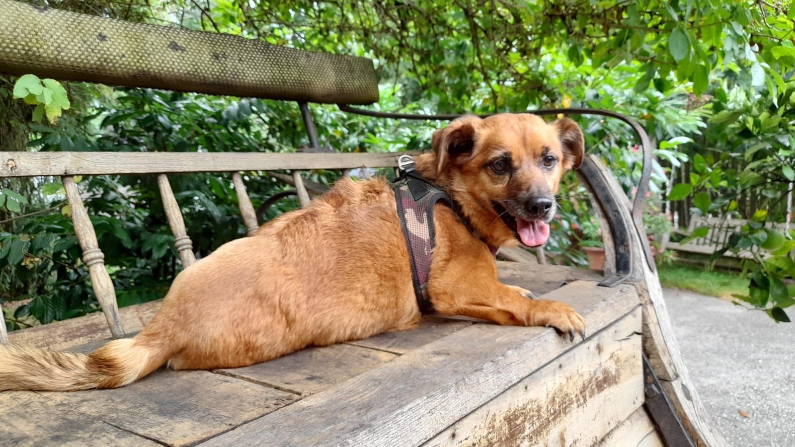 Der kleine Cipsy ist zwar nicht mehr Jüngste, aber nun endlich fit und ausreisefertig. 