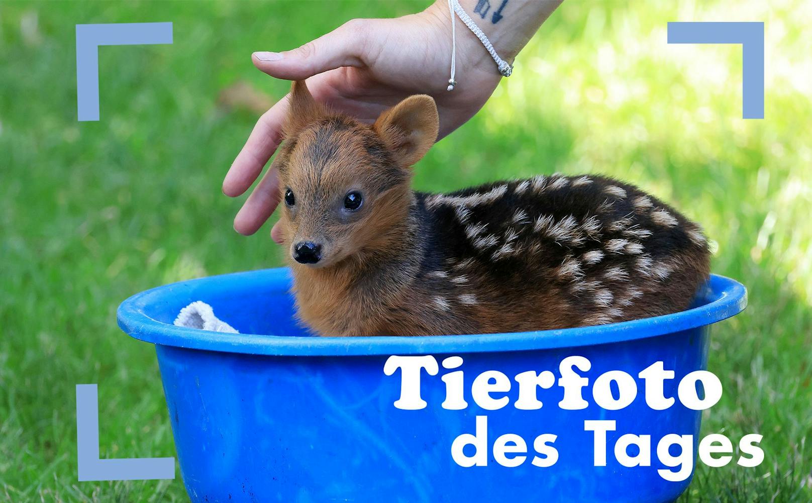 Im Kölner Zoo wird der Nachwuchs eines "Südpudus" gewogen. "Südpudus" gelten als die kleinsten Hirscharten der Welt. Mini-Bambi - herzig.