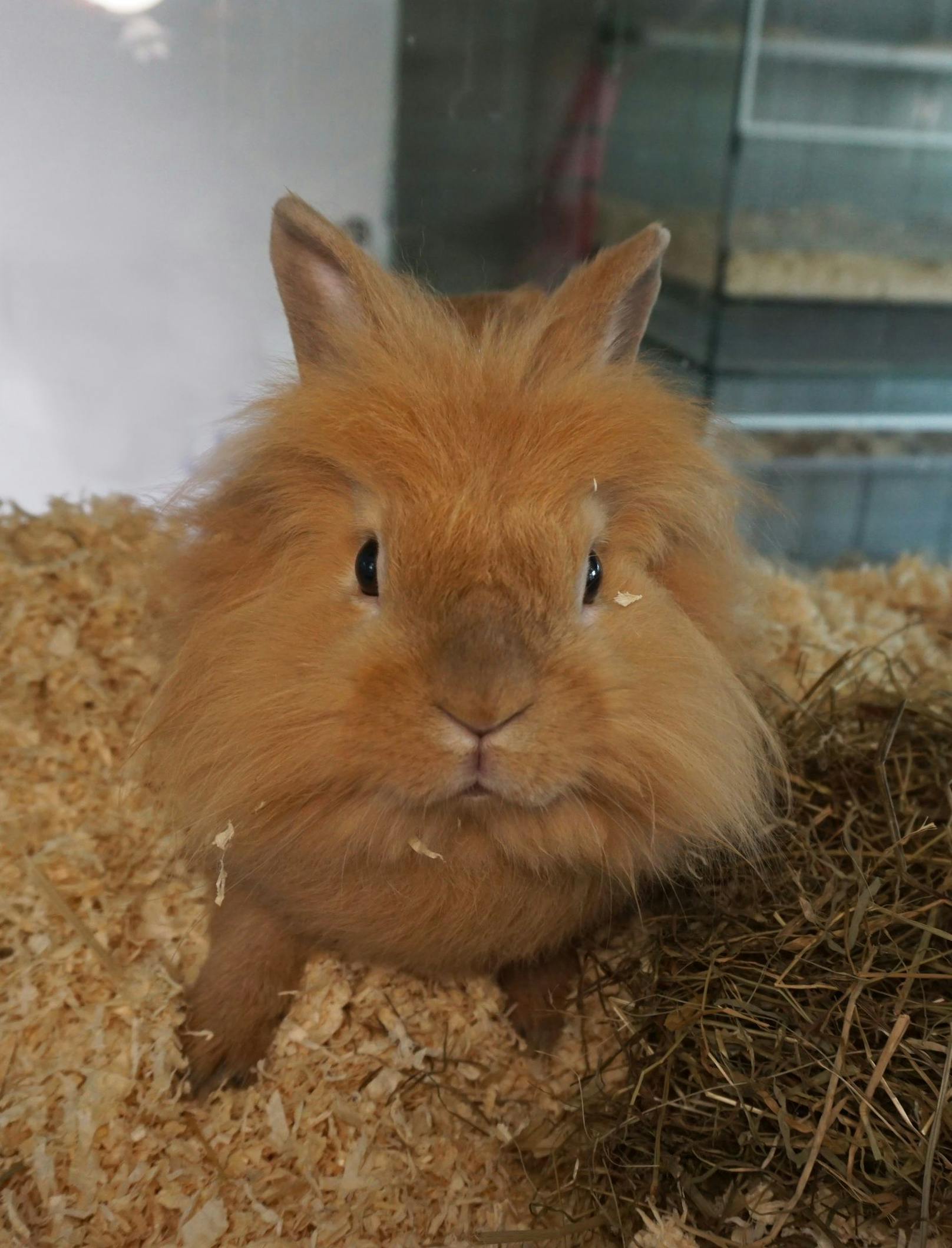 <strong>BENJI: </strong>Der süße Kaninchenbub Benji (1) wurde verwahrlost auf der Straße gefunden. Er wurde von zahlreichen Zecken befreit und aufgepäppelt.