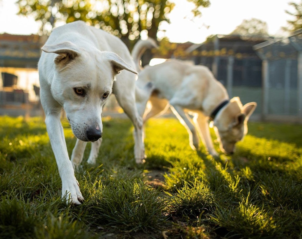 Alleine in Linz und Steyr werden mehr als 300 Tiere betreut.