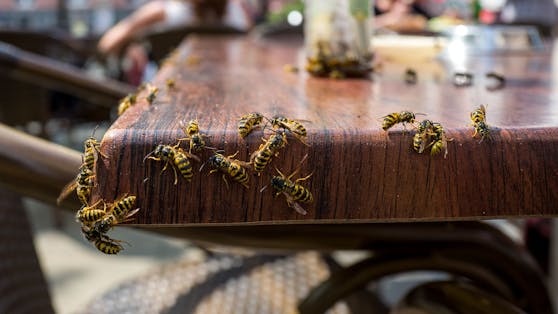 Was sind eure Erfahrung mit Wespen und was hilft wirklich?