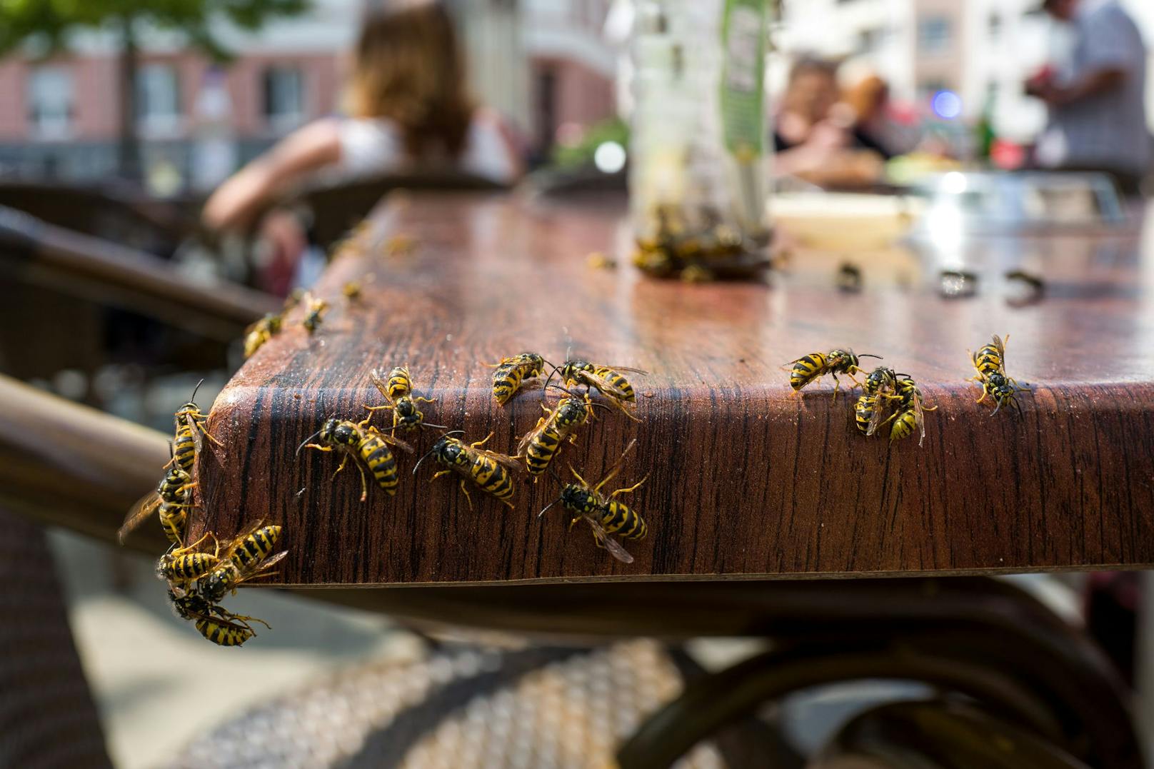 Was hilft jetzt wirklich gegen Wespen?