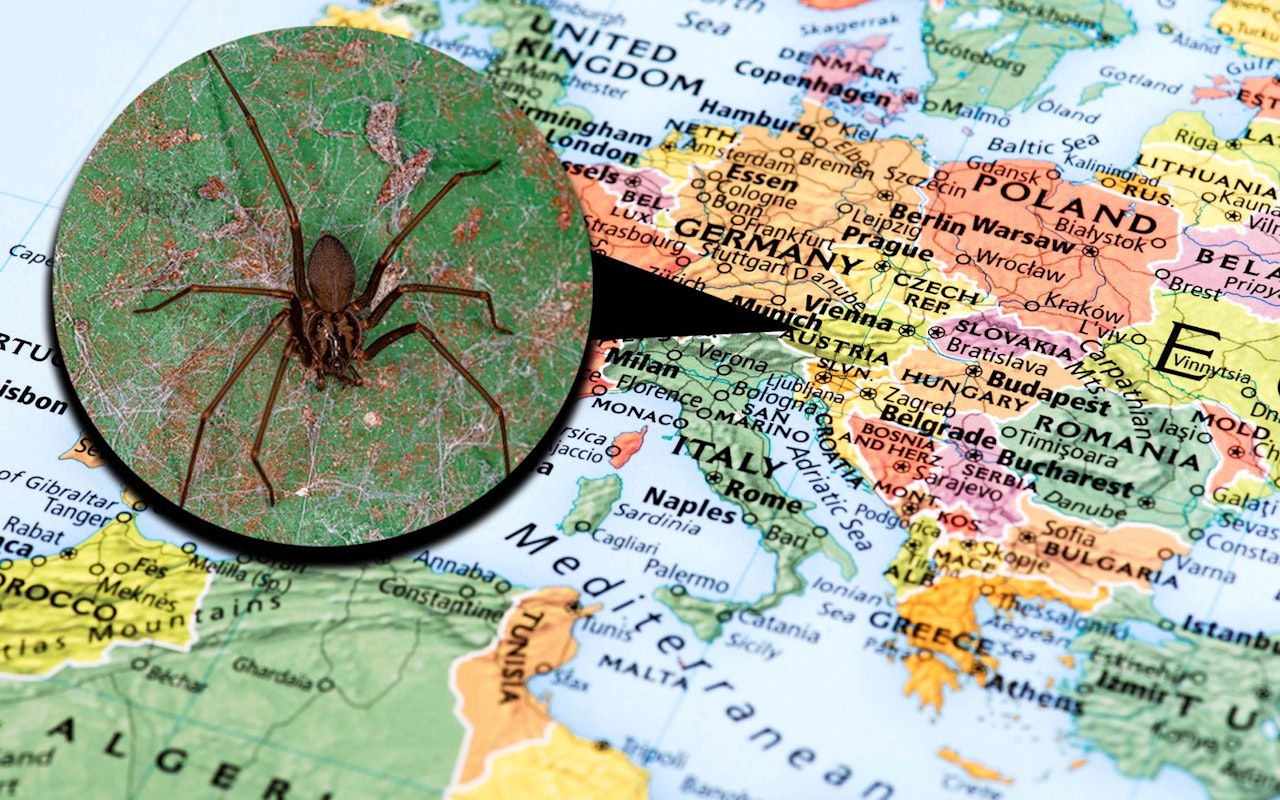Heute.at - Achtung – Immer mehr Giftspinnen in Mitteleuropa