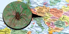 Achtung – Immer mehr Giftspinnen in Mitteleuropa