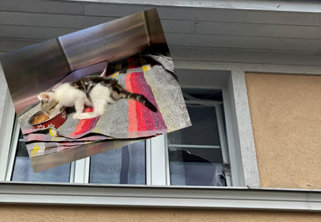 Das Katzenbaby wurde von der Feuerwehr gerettet.