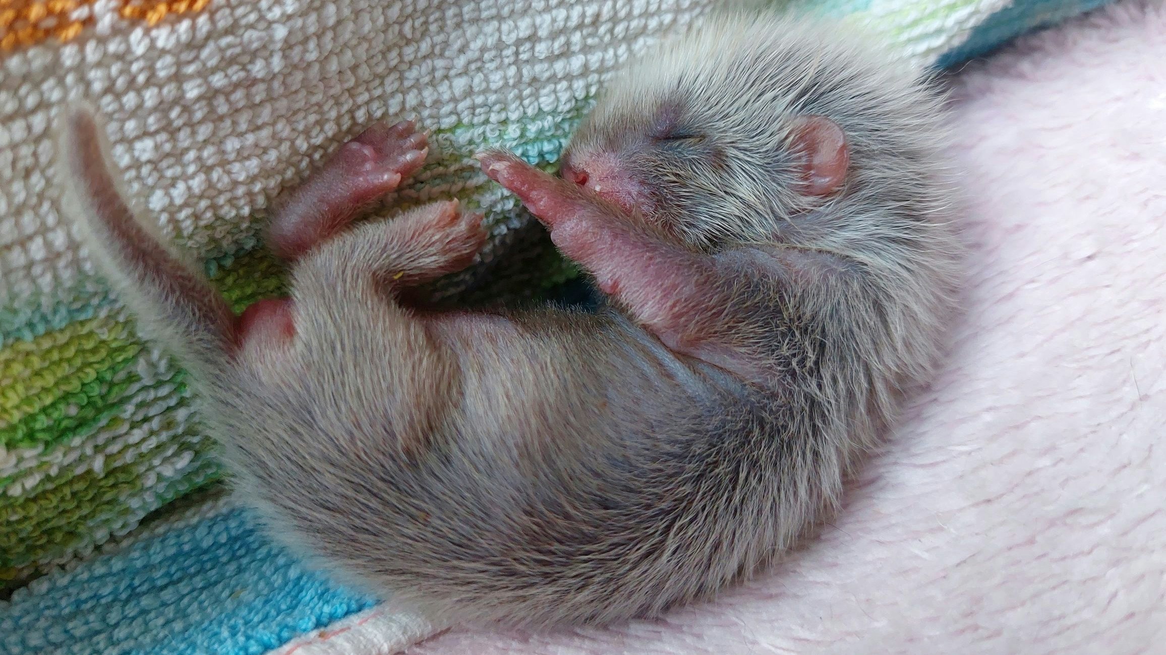Nun heißt es "Daumen drücken" für das kleine Iltismädchen. 
