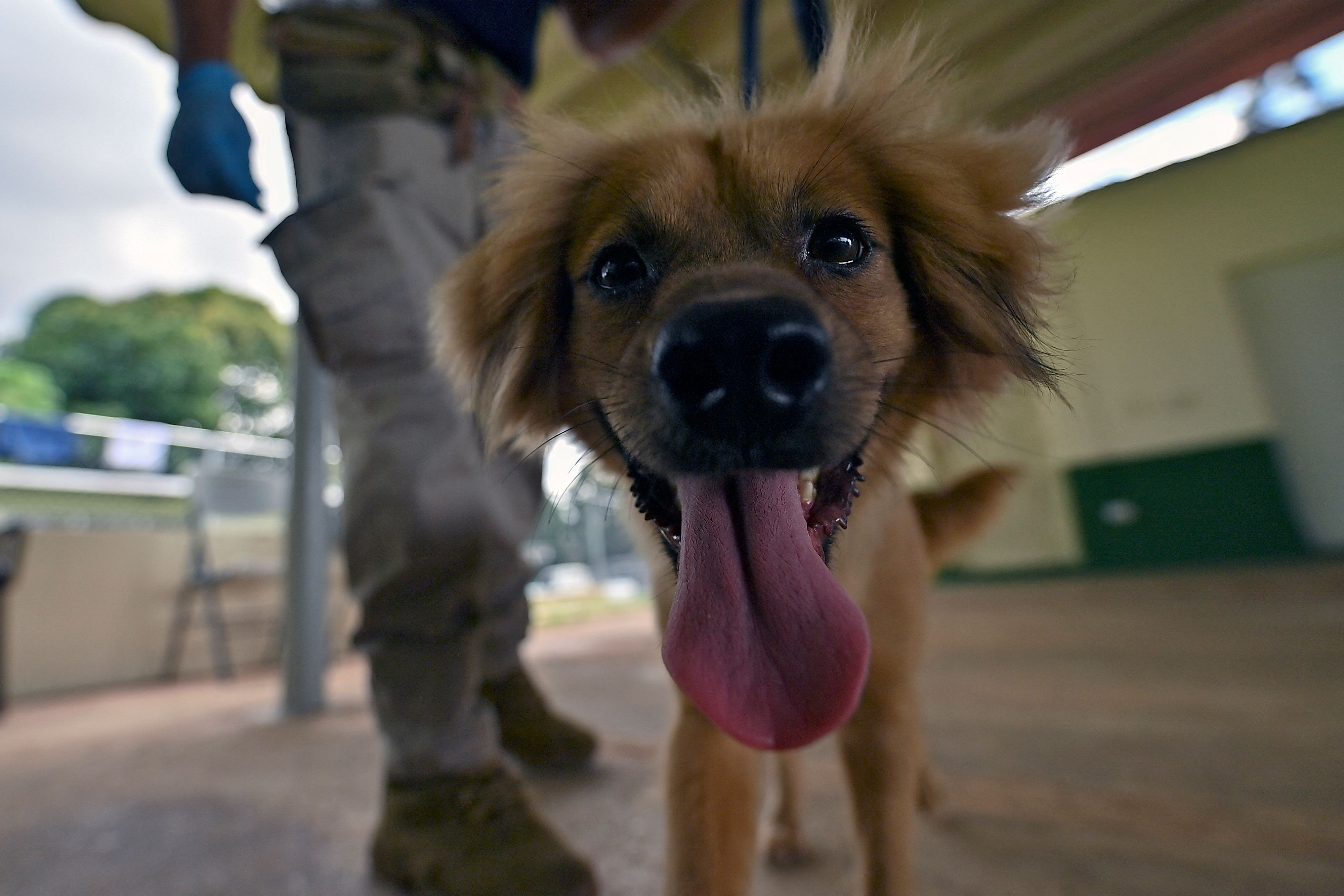 Download von www.picturedesk.com am 02.08.2022 (08:50).  Milagros, a dog which was rescued after crossing the Atlantic in an empty container and now detects fresh food in passengers' luggage, is pictured during a training session at the Agricultural Canine Unit of Tocumen International Airport in Panama City, on July 27, 2022. - Mili spent 20 days in December 2021 in an empty container on a ship from Spain to Panama and went unnoticed for another 20 days in the port. It was when workers opened the seals of the container that the starving and miraculously alive puppy was found. Mili, who was taken care of and was taught to detect fruit and vegetable odours, now works at Tocumen International Airport in the capital, detecting fresh food in passengers' luggage, which could eventually bring pests that affect local production. (Photo by Luis ACOSTA / AFP) - 20220727_PD16512 - Rechteinfo: Rights Managed (RM) Nur für redaktionelle Nutzung! Werbliche Nutzung erfordert Freigabe: bitte schicken Sie uns eine Anfrage.