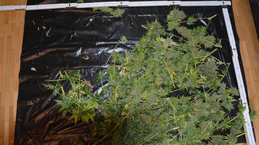 Die Polizei stellte das Cannabis sicher.