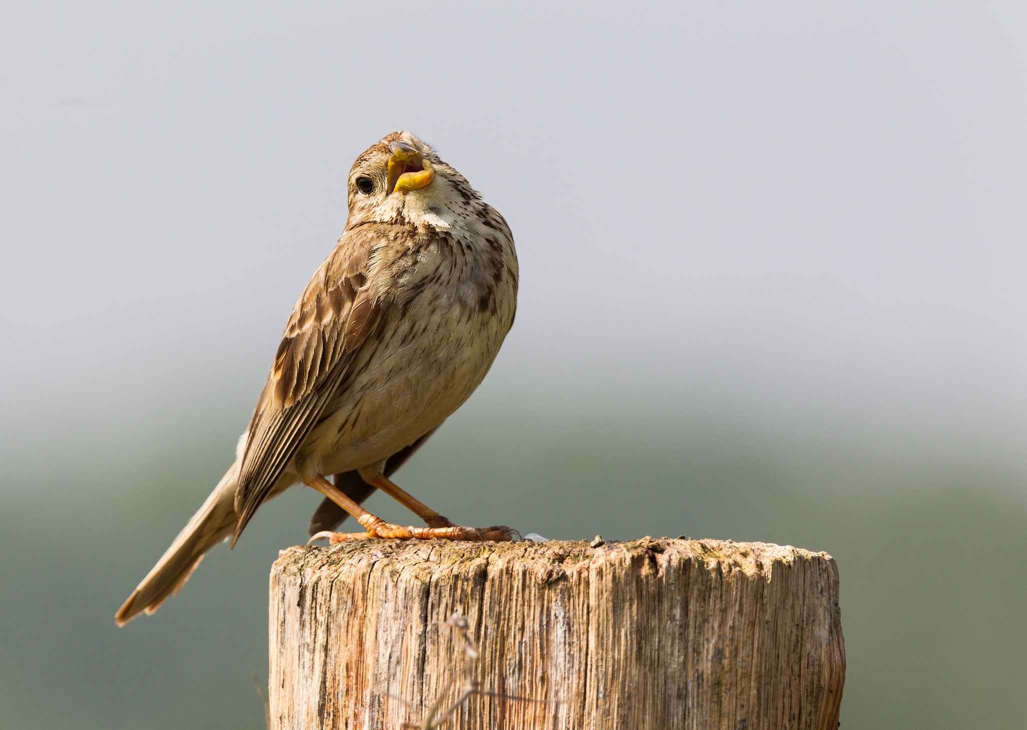 Die Grauammer braucht für ihr Überleben Brachflächen, weil diese immer seltener werden, ist sie massiv vom Aussterben bedroht.
