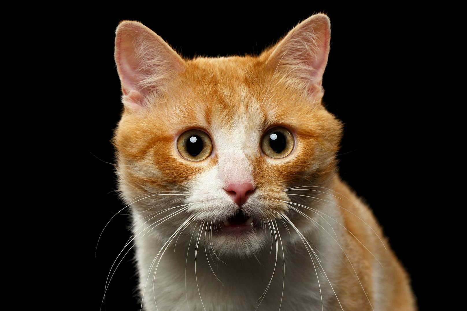 Diesen seltsamen Gesichtsausdruck, kennen vor allem Katzenhalter in einem Mehrkatzenhaushalt.