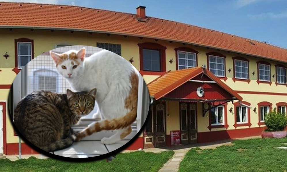 Aufgrund der Teuerungen, erhält das Tierheim Parndorf auch wesentlich weniger Spenden. 