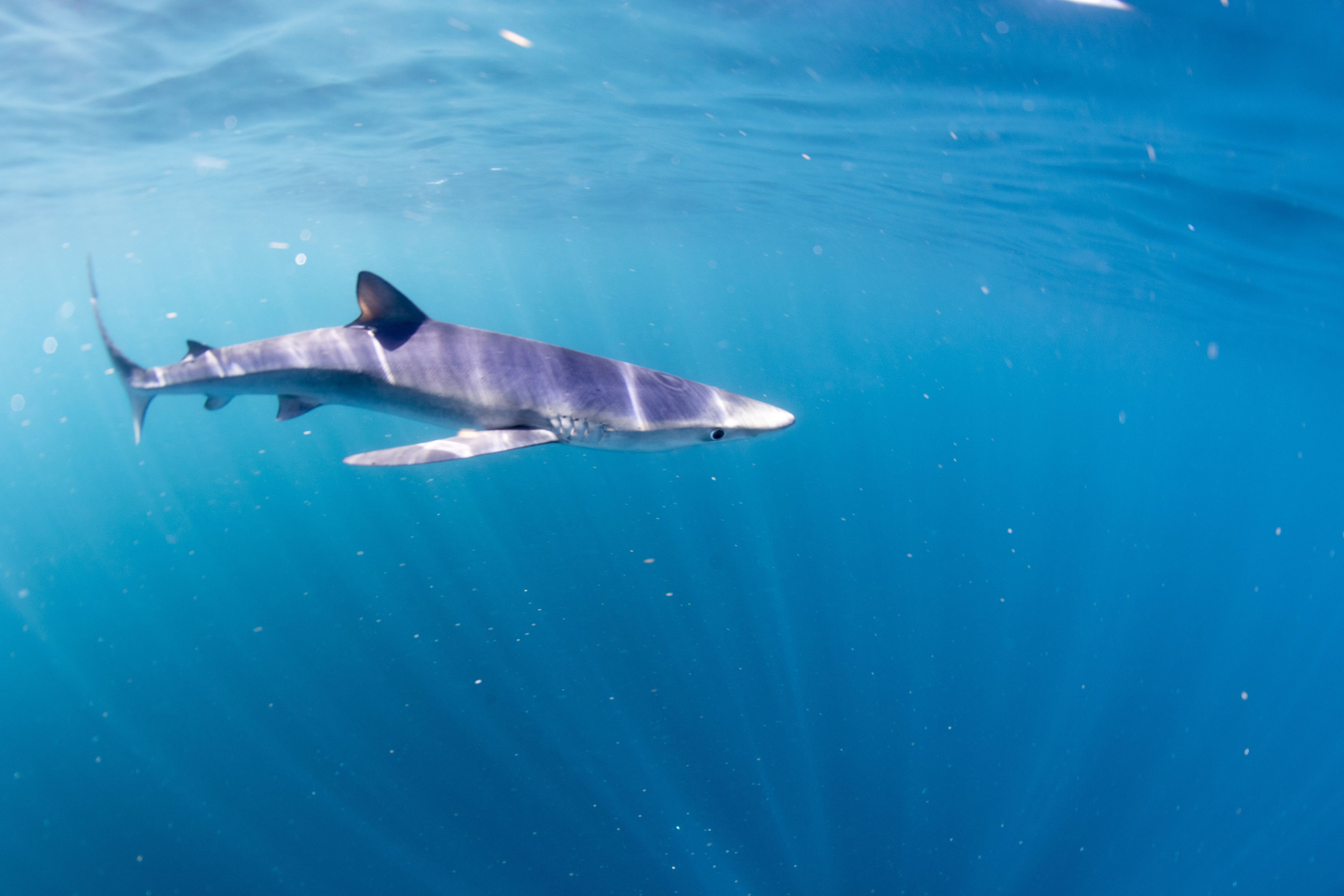 Beim Raubtier handelte es sich um einen zwei Meter langen Blauhai. (Symbolbild)