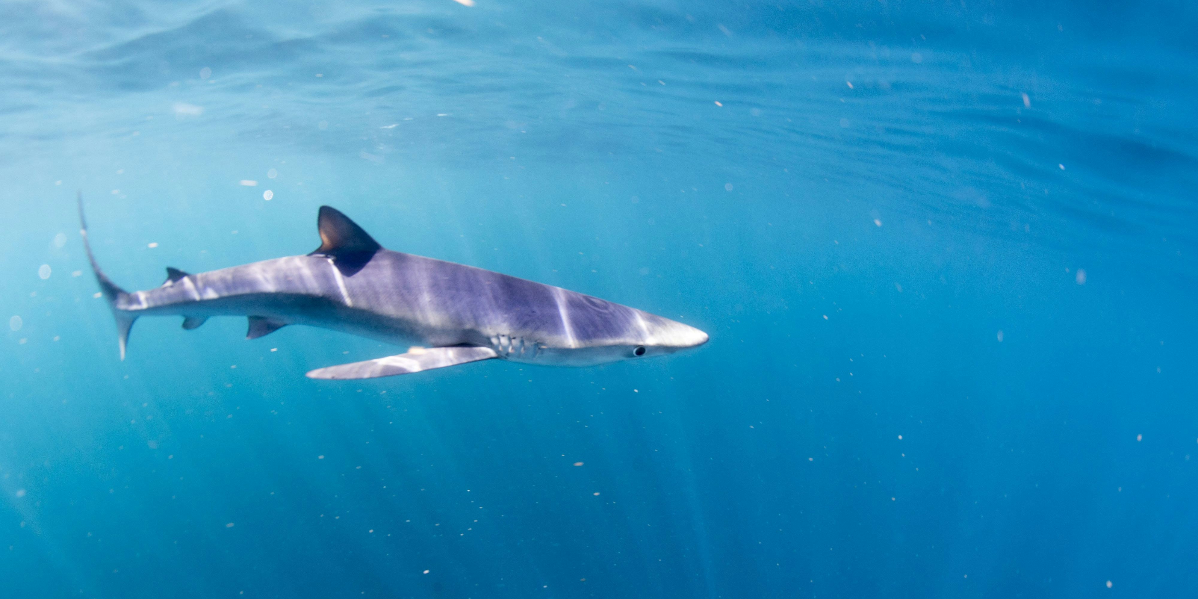 Die Frau könnte von einem Blauhai gebissen worden sein. Symbolbild. 