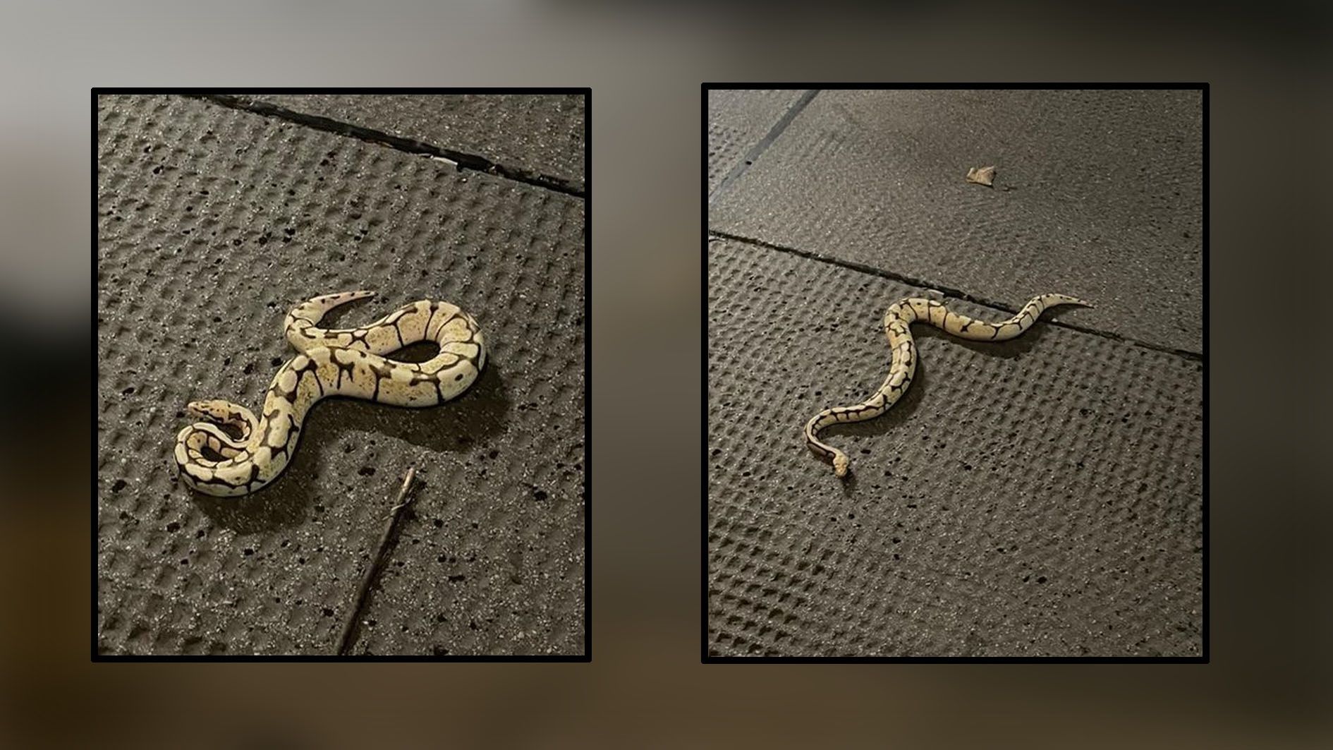 Die Schlange kroch in der Nacht am Gehsteig herum.