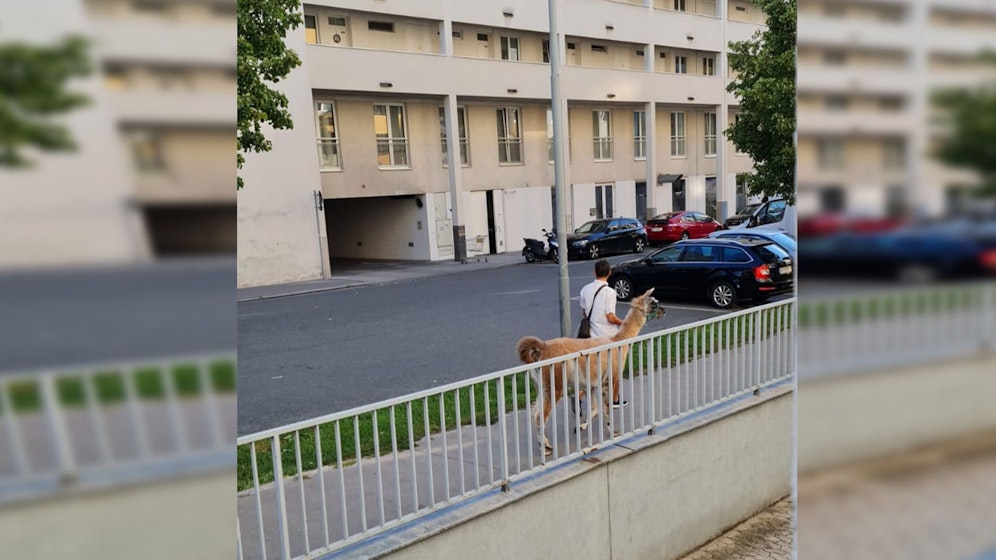 Woher der Mann und sein Lama kamen, weiß man nicht. 