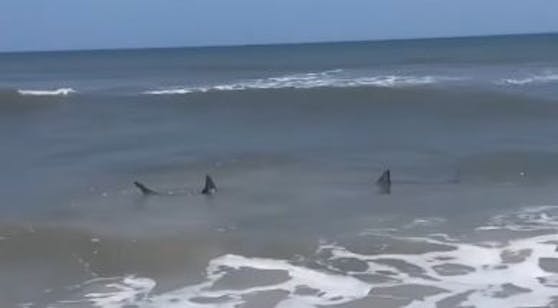 Die Haie kamen bis ins seichte Wasser an den Strand.