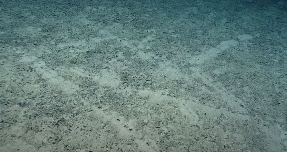 Wie eine richtige Spur ziehen sich die Löcher durch den Meeresboden.