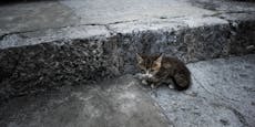 Tierquartier: "Keiner will mehr Katzen und Kätzchen "