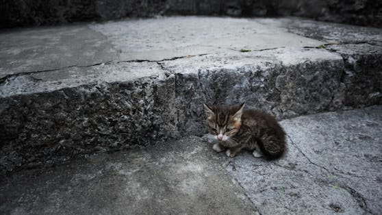 Nur im Juli musste das Wiener TierQuarTier 176 (!) Katzen aufnehmen