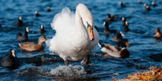 Kinder spielen "Enten versenken" auf der Donauinsel