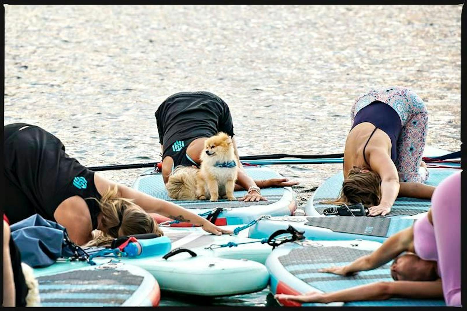 Wasser-Akrobatik: Herabschauender Hund mit echtem Hund Florian