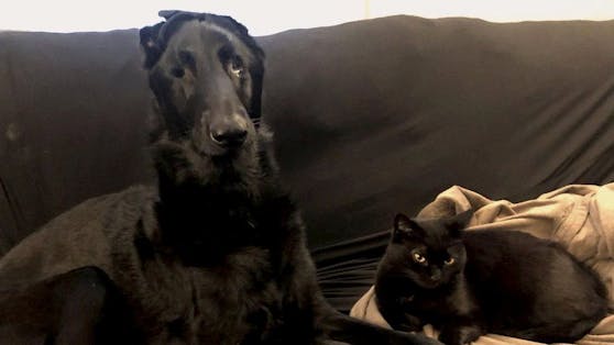 Perfekt! Der Deutsche Schäferhund-Mix "Blaze" hat zum Glück eine echt gute Katzenfreundin. "Satin" übernimmt das Sehen jetzt für ihn.