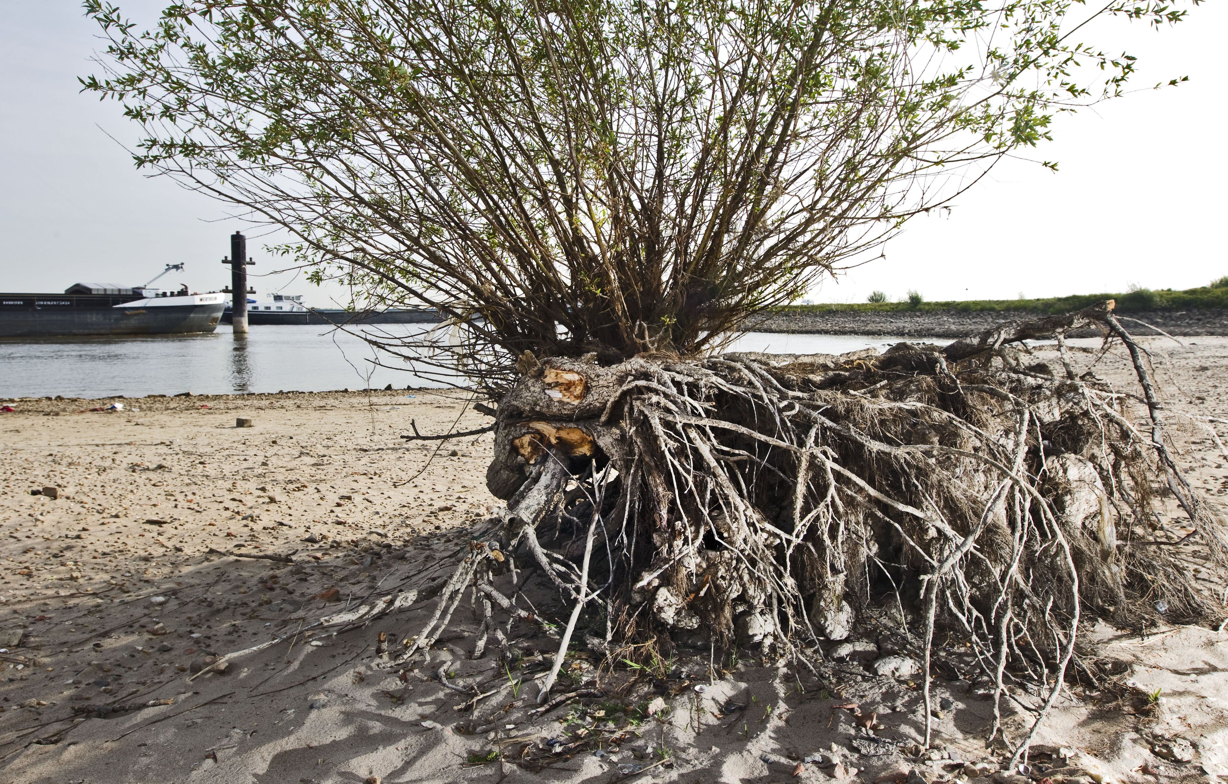 Aufgrund der enormen Hitze sowie Trockenheit sind die Wasserstände in den Niederlanden&nbsp;wie hier beim Fluss Waal in Druten deutlich gesunken.