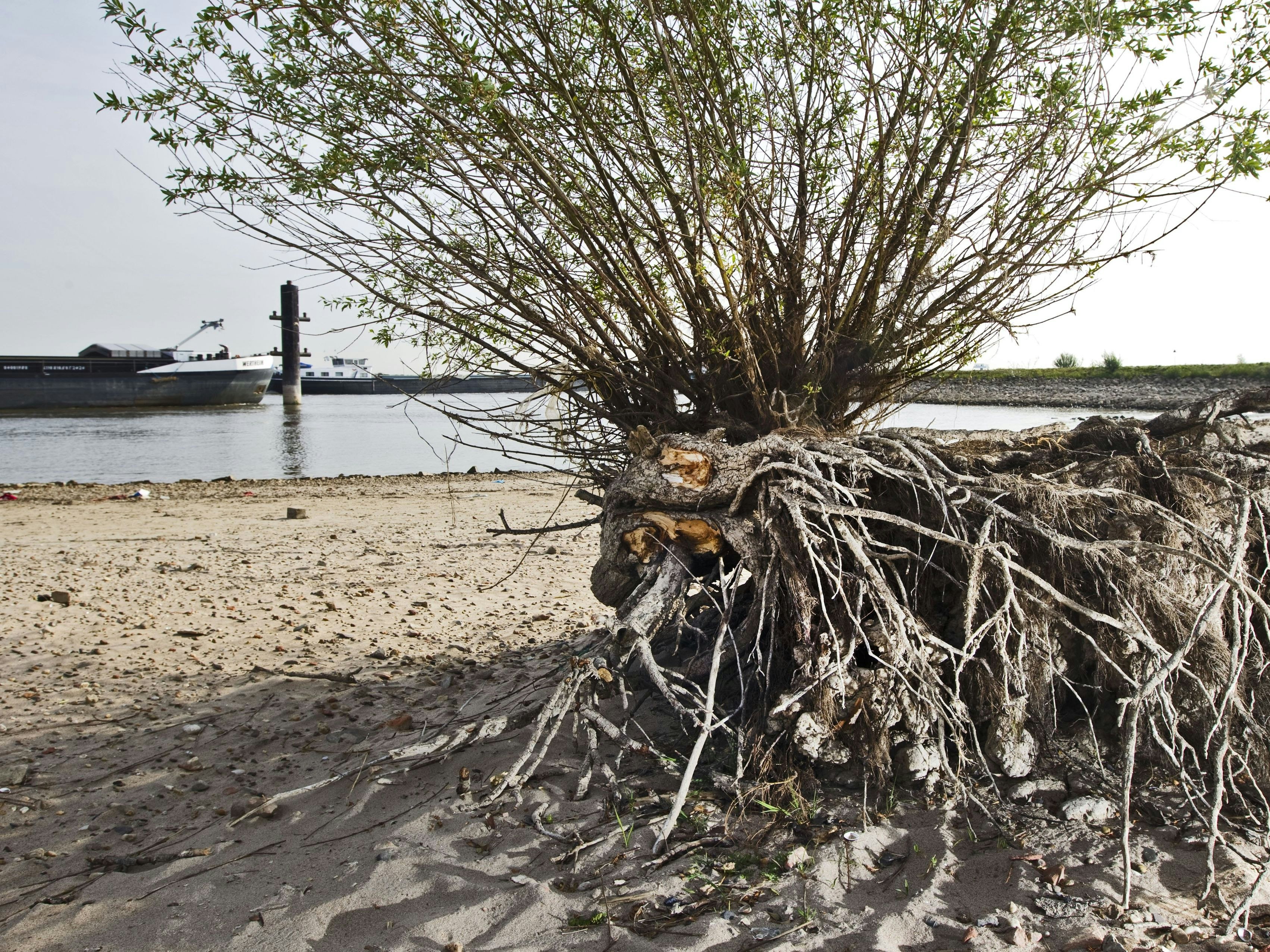 Download von www.picturedesk.com am 04.08.2022 (14:37).  2011-05-06 DRUTEN  The ground is dehydrated by the Dutch river Waal in Druten, Friday, May 6th, 2011. Because of the drought, the water levels in The Netherlands have dropped. Expected is that the dryness will keep on for ten days. ANP KOEN SUYK - 20110506_PD0286 - Rechteinfo: Rights Managed (RM)