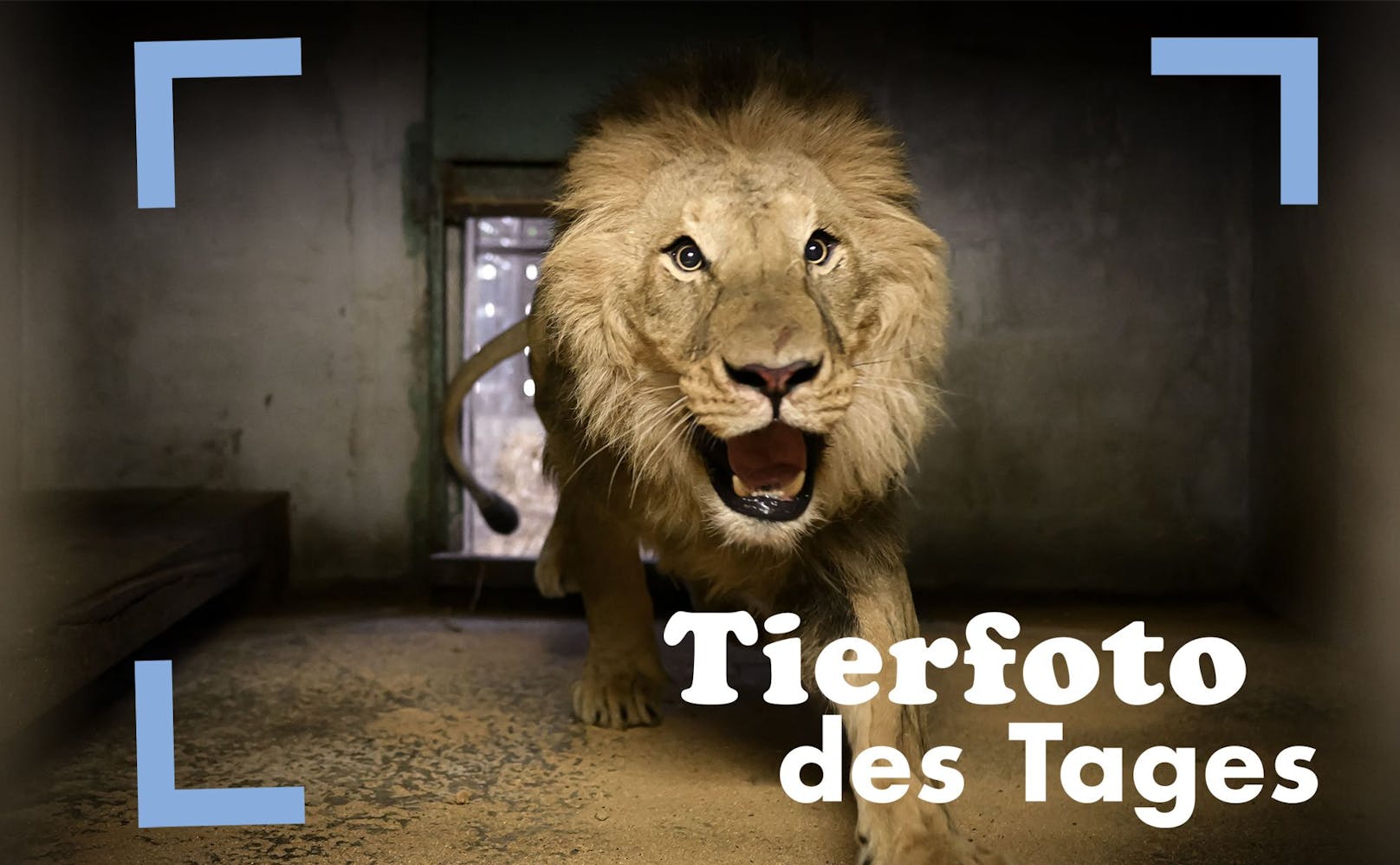 Aufgrund der Waldbrände in Südfrankreich, musste dieser Löwe in einen anderen Zoo evakuiert werden.