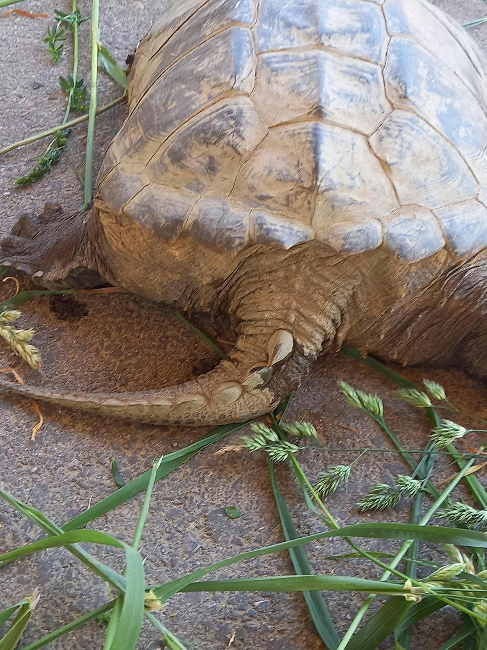 Durch Import und exotische Tierhaltung gibt es sie nun auch bei uns.