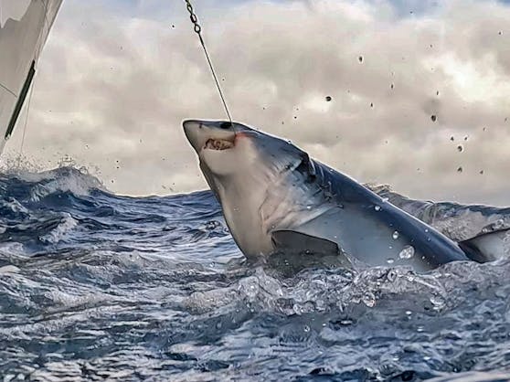 Greenpeace-Aktivisten befreiten ein vom Aussterben bedrohten Blauhai, mehrere Schwertfische und weitere Meerestiere im Rahmen einer Expedition im Nordatlantik.