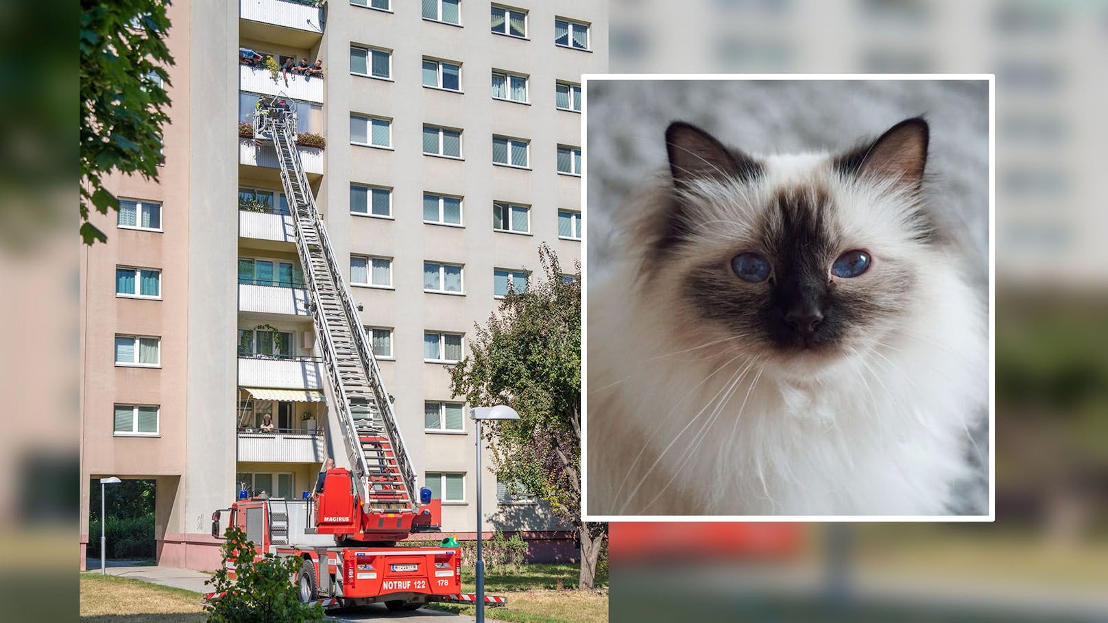 Weil eine Katze in den Balkon im unteren Stock fiel, musste sie von der Feuerwehr gerettet werden.