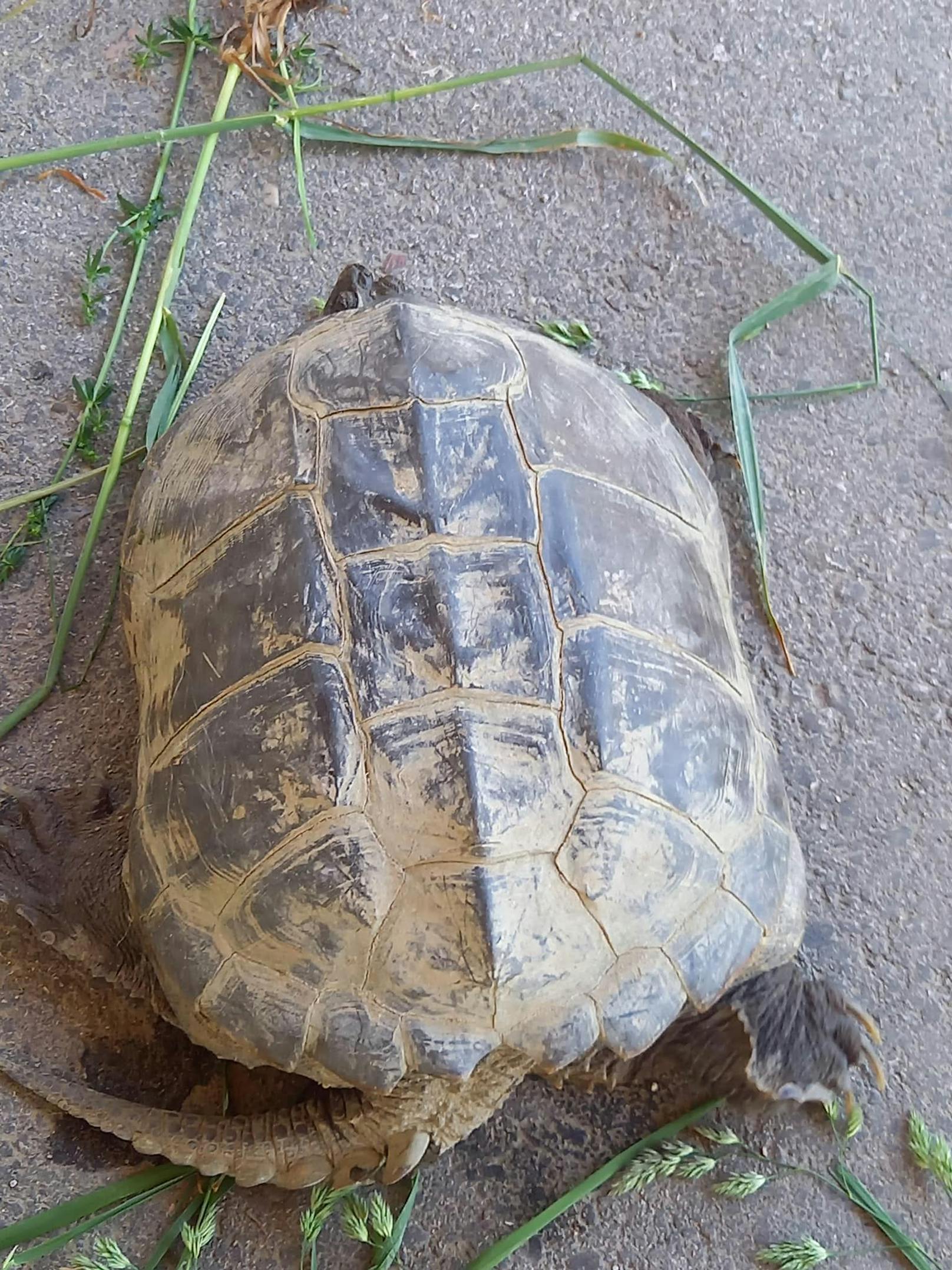 Die Tiere sind eigentlich in Nordamerika heimisch.