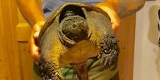 Vorsicht bissig! Schnapp-Schildkröten-Invasion in NÖ