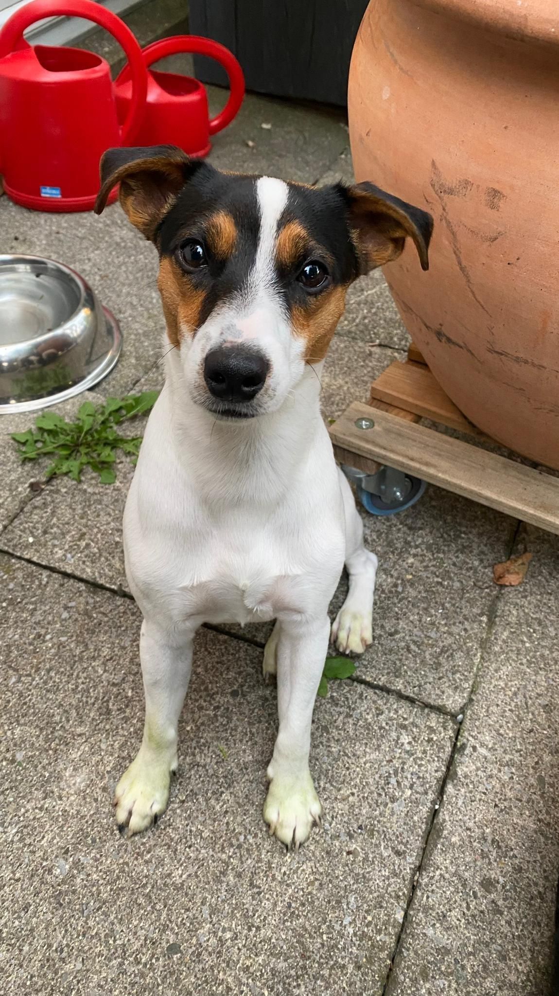Der kleine Jack Russel Spike war ein aufgeweckter und verspielter Familienhund. Die Trauer und der Schock sitzen tief.