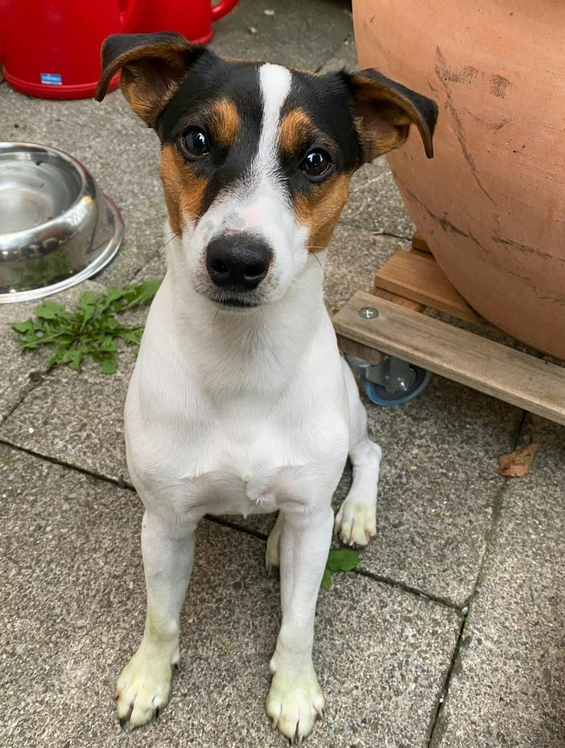 Spike war ein aufgeweckter und verspielter Familienhund.