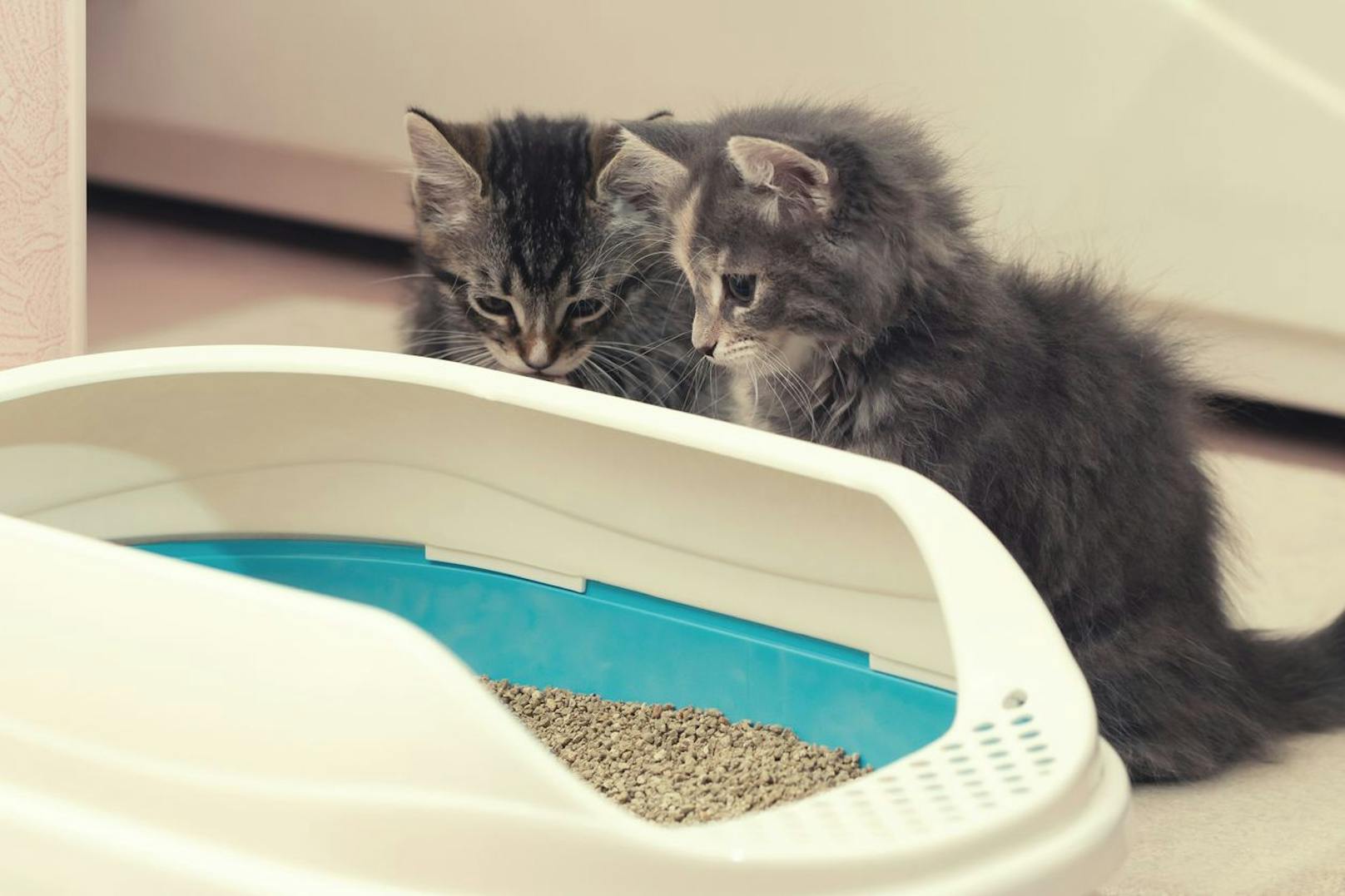 Wenn du dem Katzenklo nicht genügend Aufmerksamkeit schenkst, könnten die Tierchen auch vom Dreck angezogen werden und ihre Eier in deiner Wohnung hinterlassen. Eine gute Reinigung verhindert, dass die Insekten auch in die Küche gelangen.