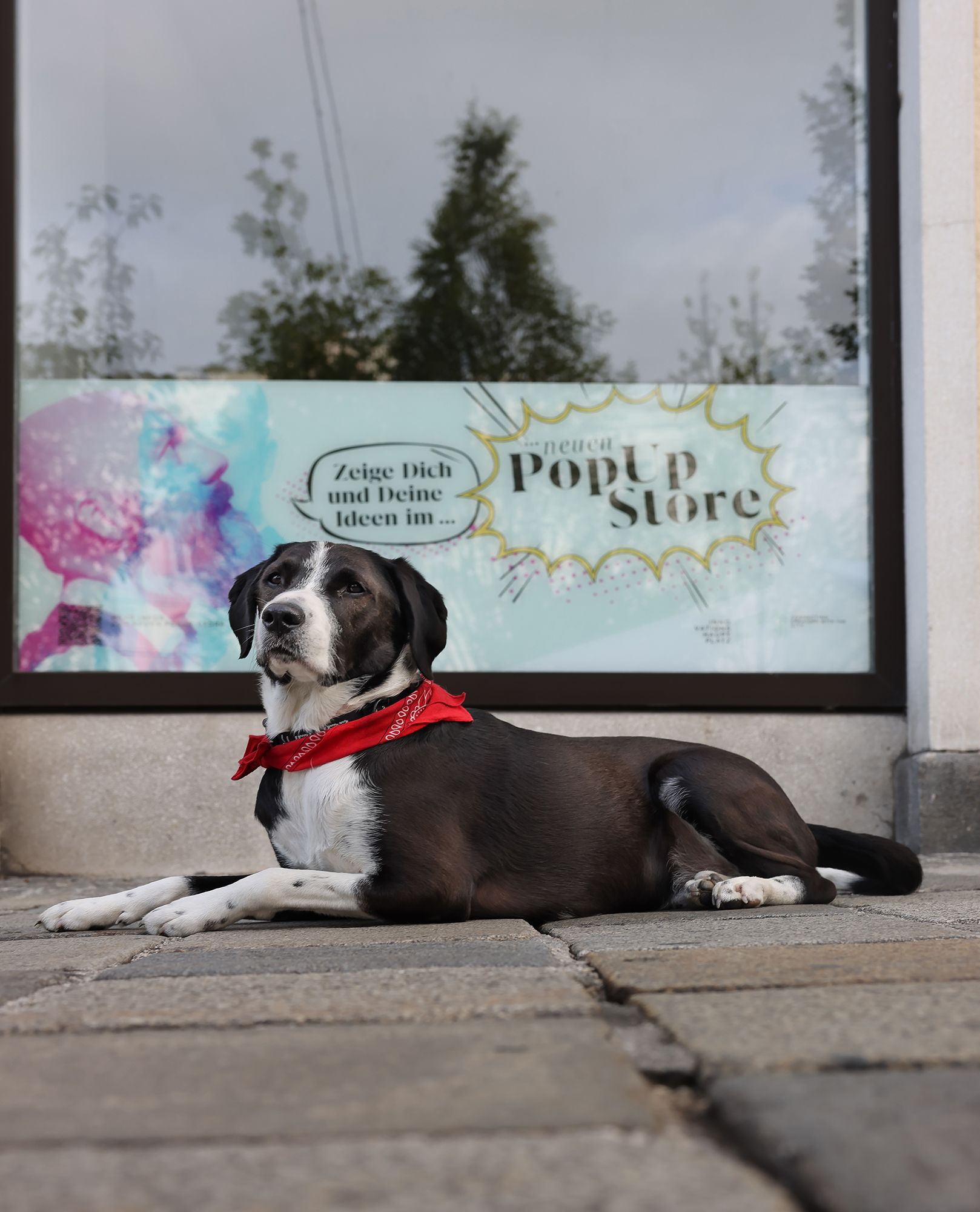 Die Mode für Herrl und Frauerl kleidet auch Vierbeiner.