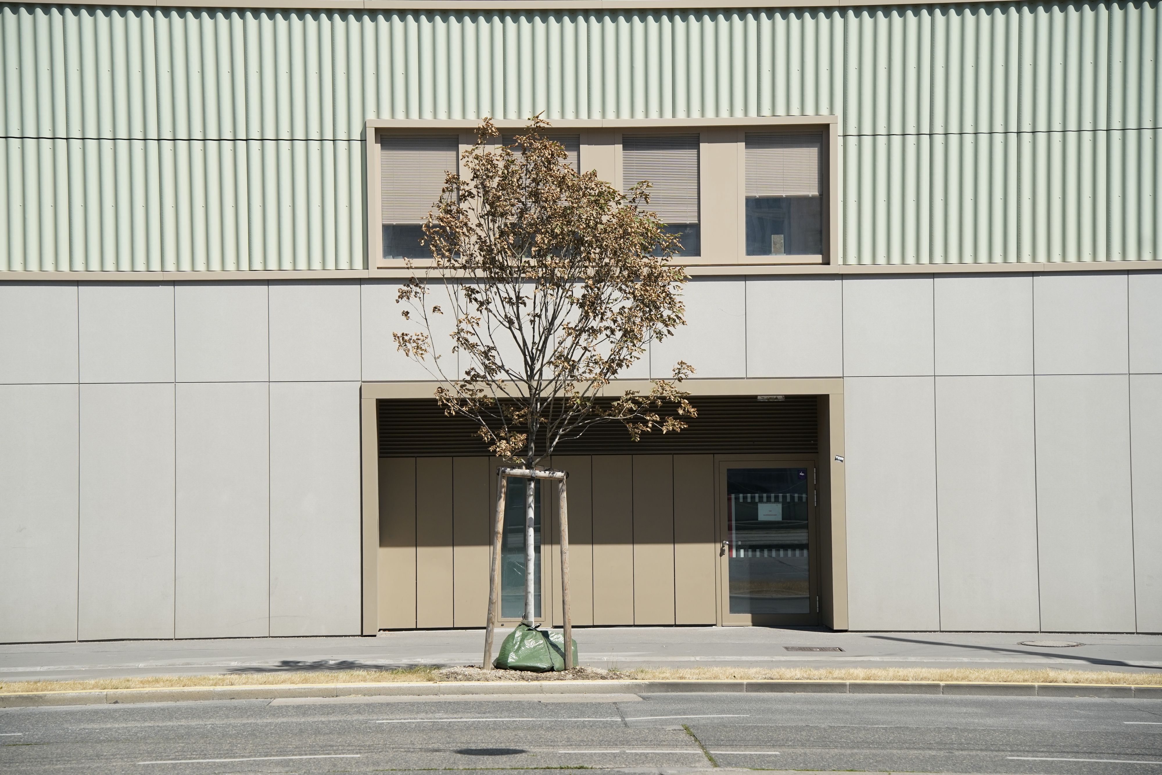 Die Hitze bedeutet Stress - nicht nur für Wienerinnen und Wiener, sondern auch für die Bäume der Stadt.