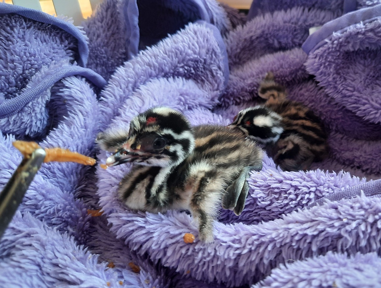 Heute.at - Deshalb sollte man Wildtiere den Profis überlassen