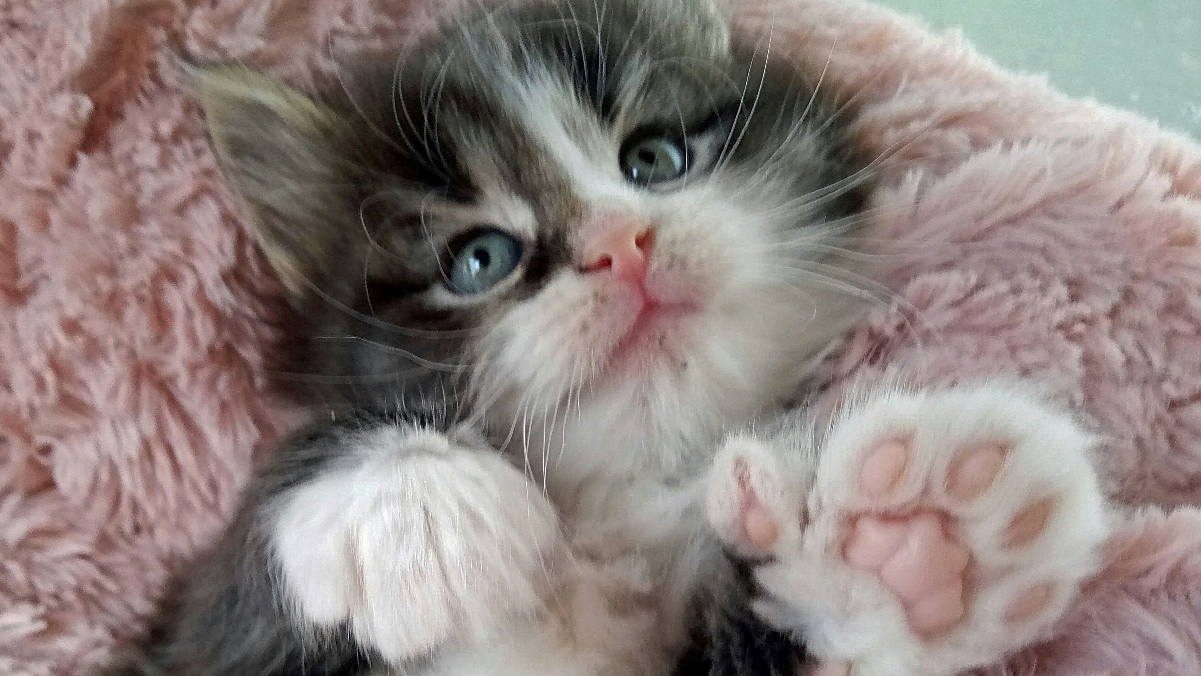 Als "Polydaktylie" wird bei Katzen die "Vielfingrigkeit" bezeichnet. 