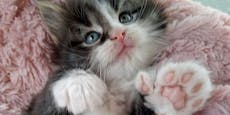 "Polydaktylie" – Ist das bei Katzen gefährlich?