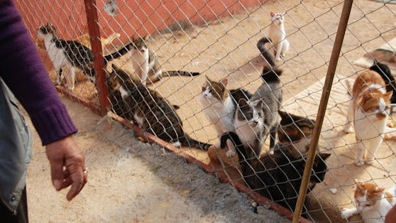 Beim Tierschutz Austria bzw. im Tierheim Vösendorf schurren momentan 250 Katzen um die Wette! 