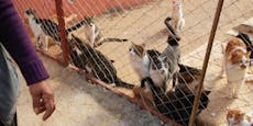 250 Katzen schnurren im Tierheim Vösendorf um die Gunst