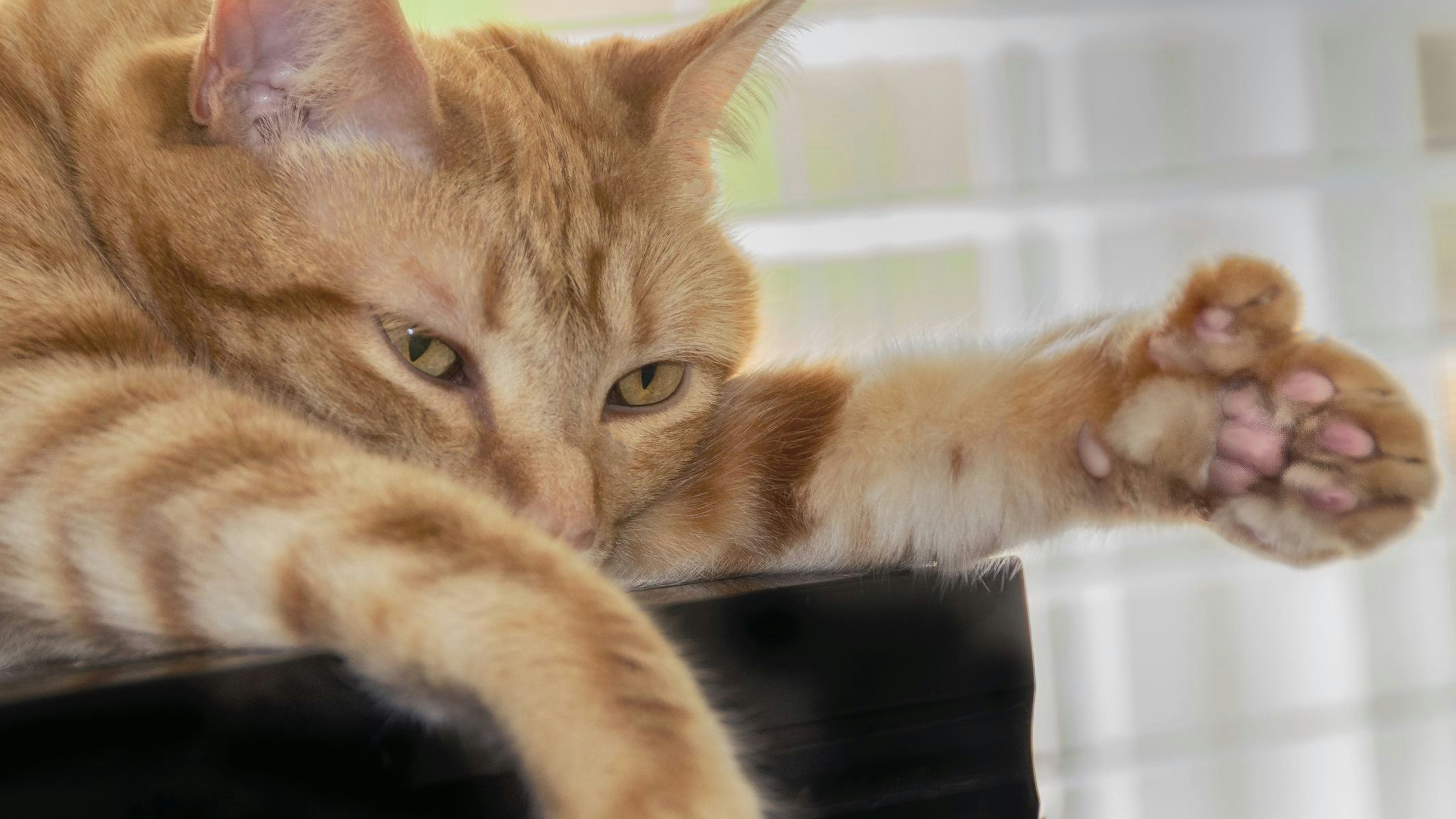 Diese rote Katze hat die sogenannte "Mittens-Form" der Polydaktylie. 