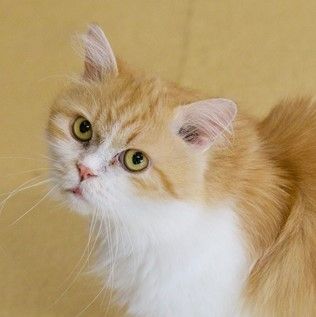 Der kleine "Findus" konnte es keinem recht machen und war ein regelrechter "Wanderpokal".