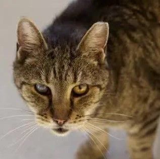 "Kokosbusserl" landete als verwilderte Hauskatze im Tierheim.