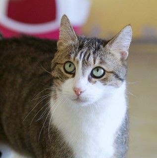 "Horst" ist nicht unbedingt eine Kuschelkatze, weshalb seine Vermittlungschancen sehr gering ausfallen.