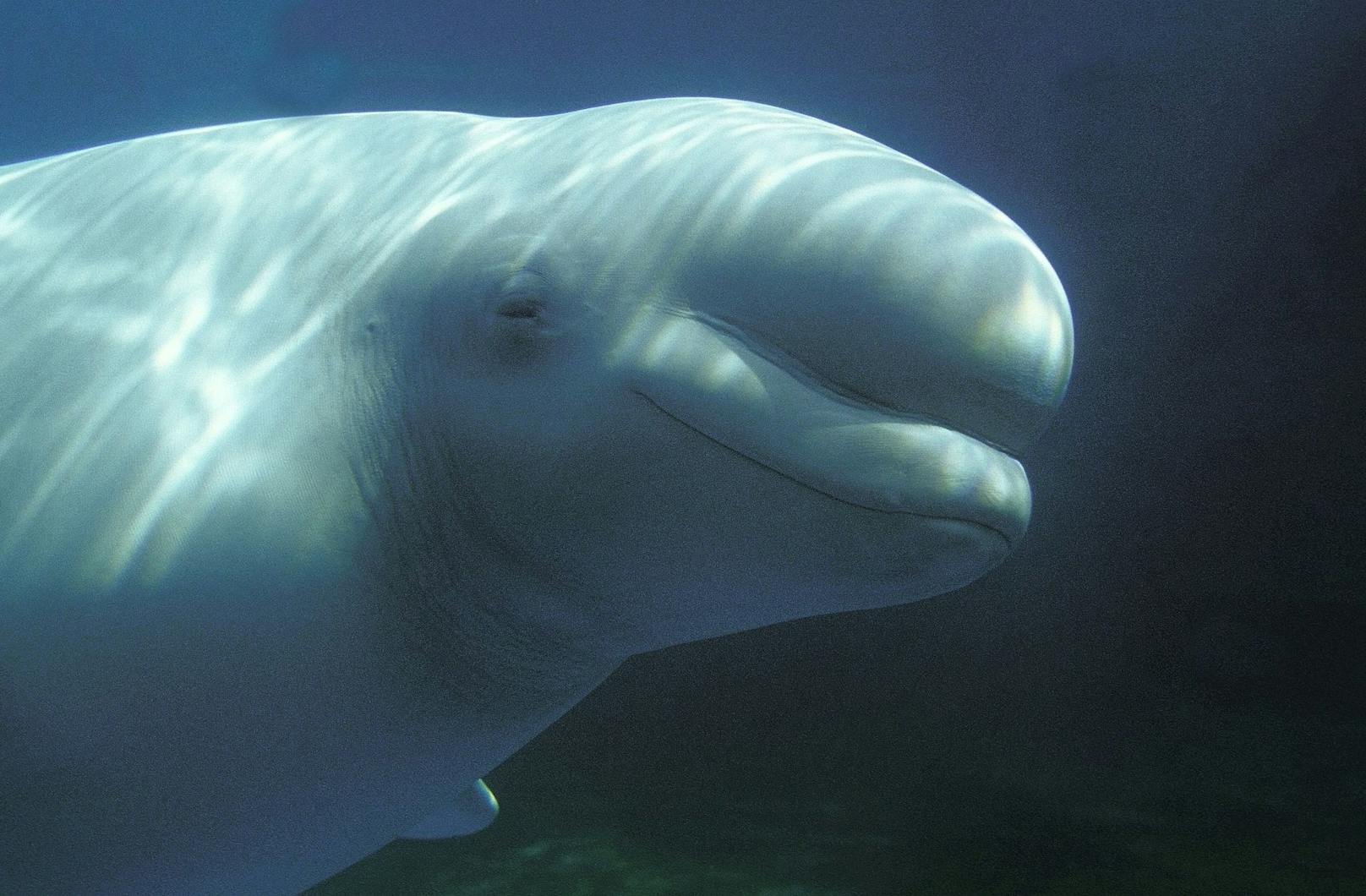 Alles verrückt – Arktischer Wal schwimmt in der Seine
