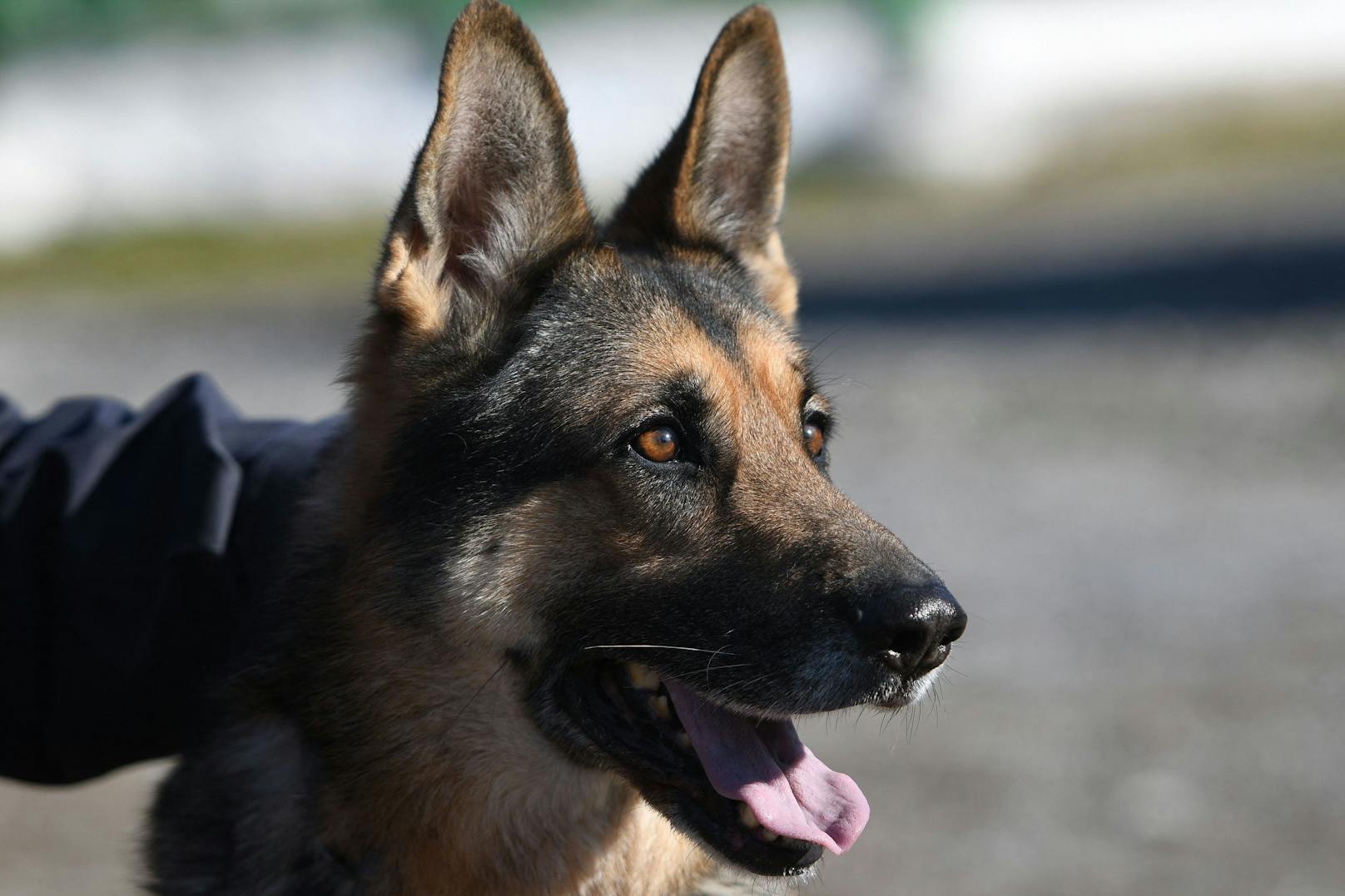 Ein Polizeihund im Einsatz (Symbolfoto)